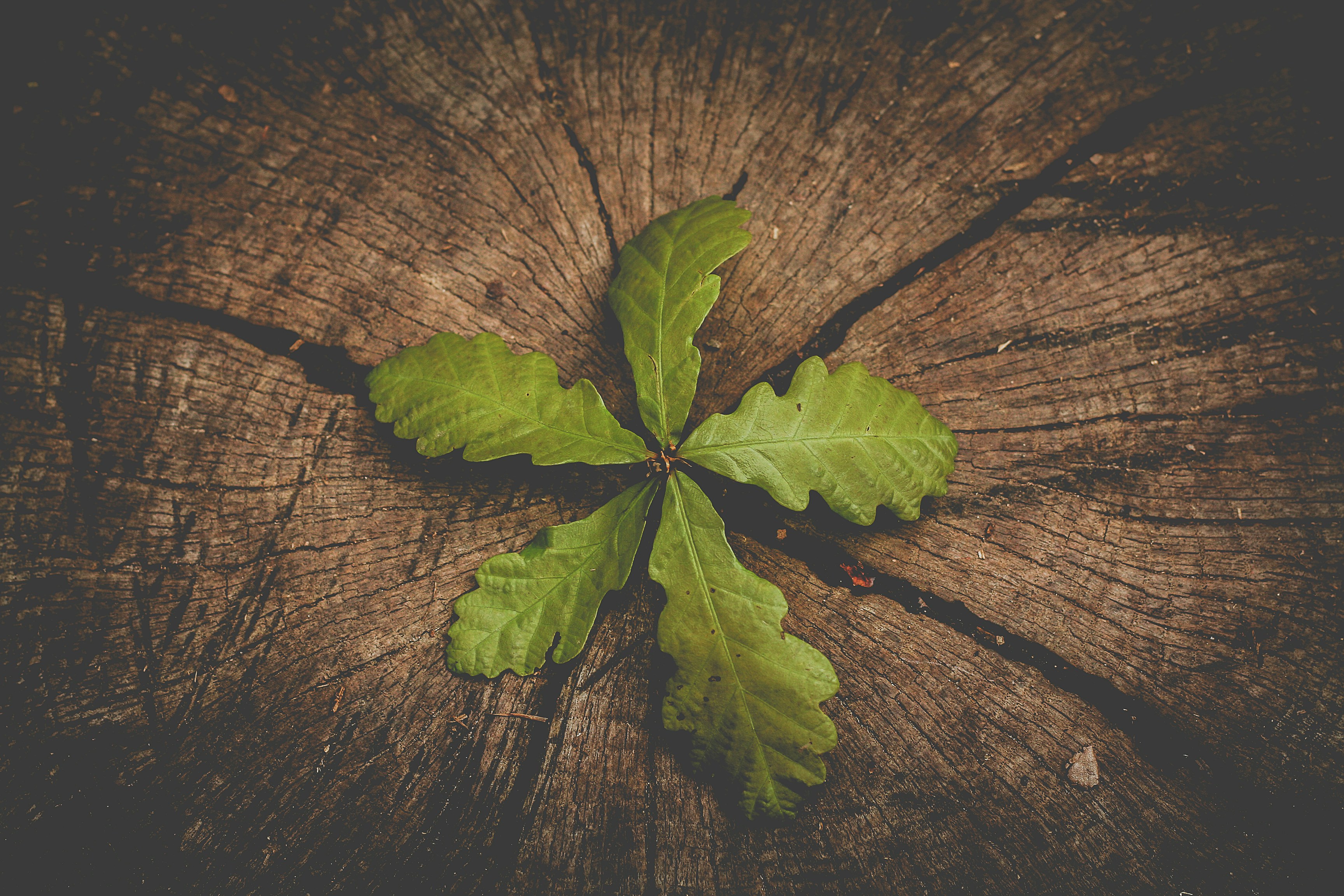 Hard to Let Go: A Perspective on Family Business Succession Planning